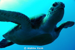 Loggerhead on the inner reefs of West Palm Beach. DC1200 by Andrew Raak 
